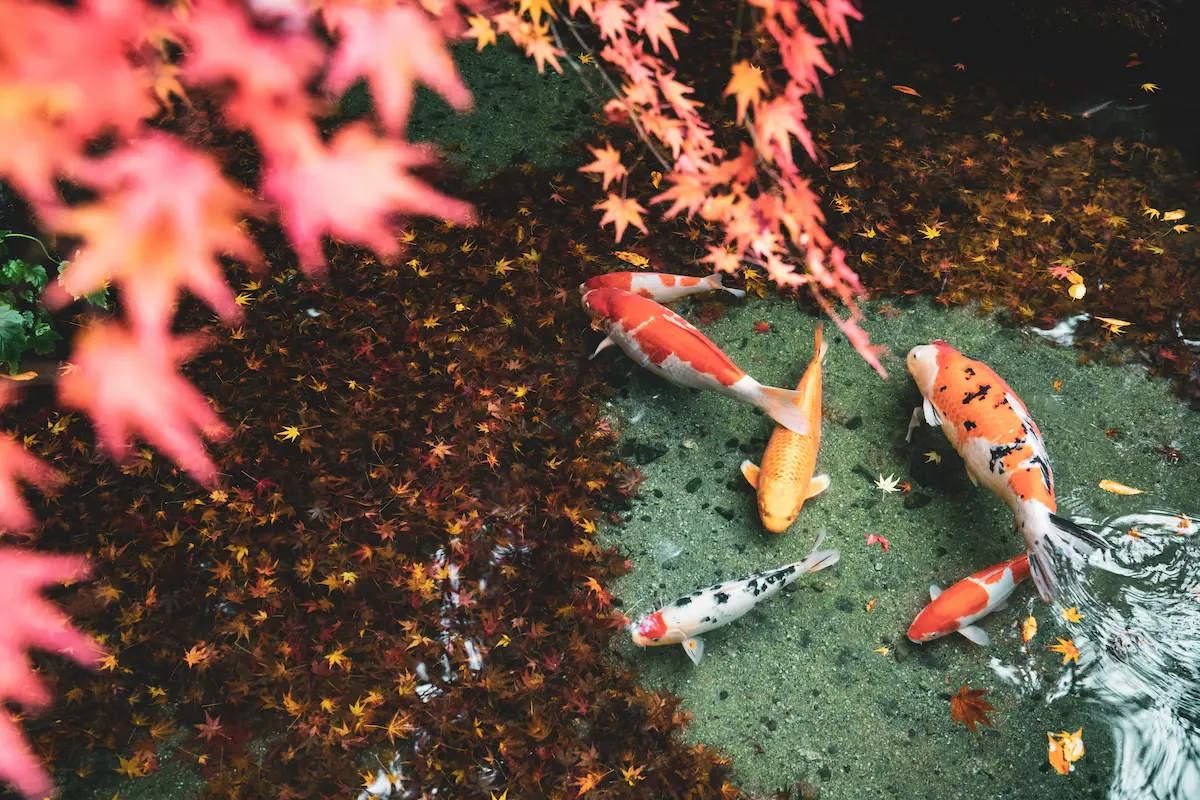 池の鯉