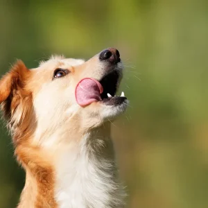 舌や唇を身体と連携させる